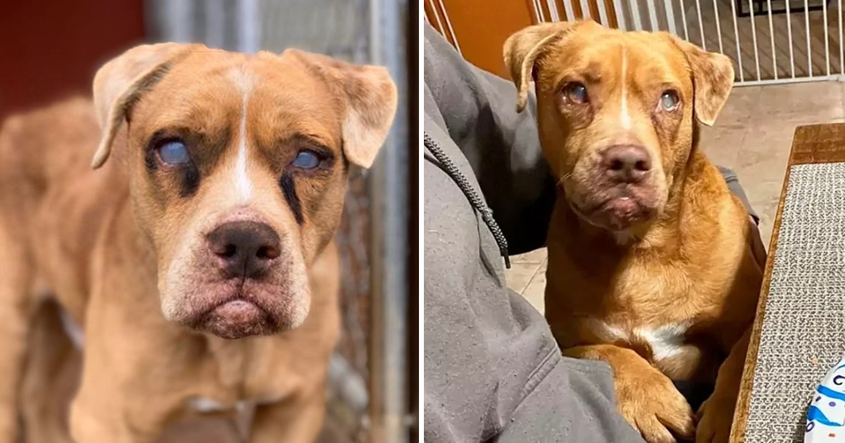 After 8 Years In Chains, Blind Dog Jumps For Joy When Getting His Own Bed