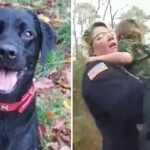 Missing Boy Found Safe In Woods With A Loyal Dog Who Never Left His Sides