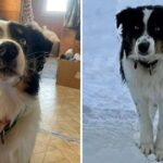 Missing dog walks 150 miles across Alaskan sea ice, survives “really big bite” by unknown animal