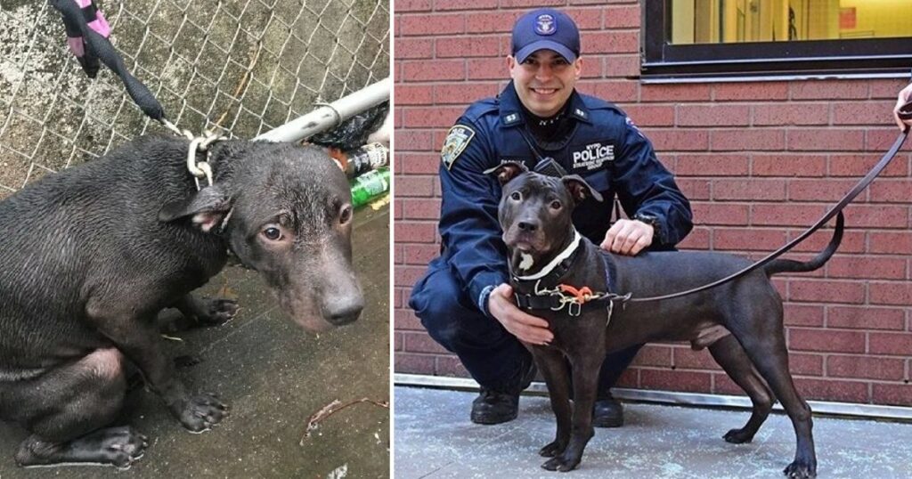 A Heartwarming Tale of a Compassionate Officer Rescuing and Fostering a Stranded Dog from the Pouring Rain