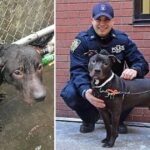 A Heartwarming Tale of a Compassionate Officer Rescuing and Fostering a Stranded Dog from the Pouring Rain