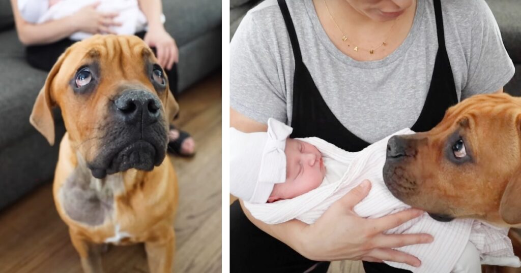 The blind dog meets his little sister for the first time and the video melts everyone’s hearts