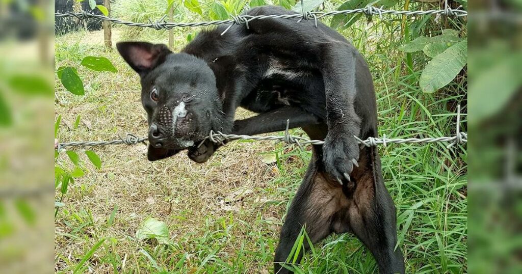 The dog trapped with barbed wire in his jaw unable to come out makes people extremely confused and scared how to get him out