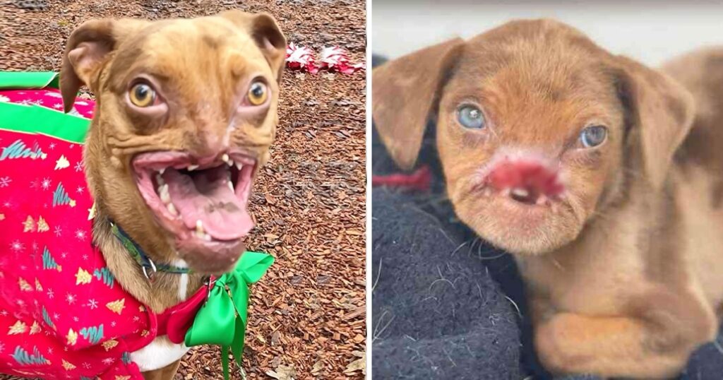 From Struggles to Joy: The Remarkable Journey of the World’s Ugliest Dog, Overcoming Challenges and Finding Happiness