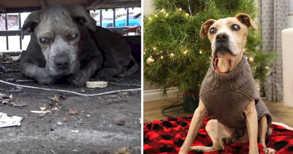 Near A Junkyard, Blind Senior Pit Bull Has Waited His Whole Life for Rescue