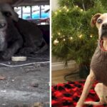 Near A Junkyard, Blind Senior Pit Bull Has Waited His Whole Life for Rescue