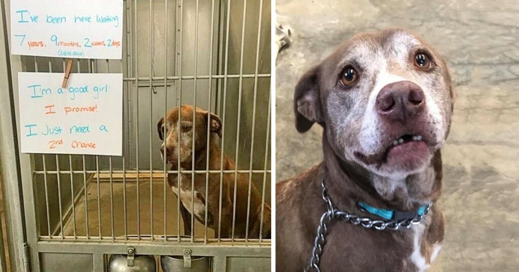 They adopt a shelter dog who had been waiting for more than 7 years to have a family