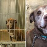 They adopt a shelter dog who had been waiting for more than 7 years to have a family