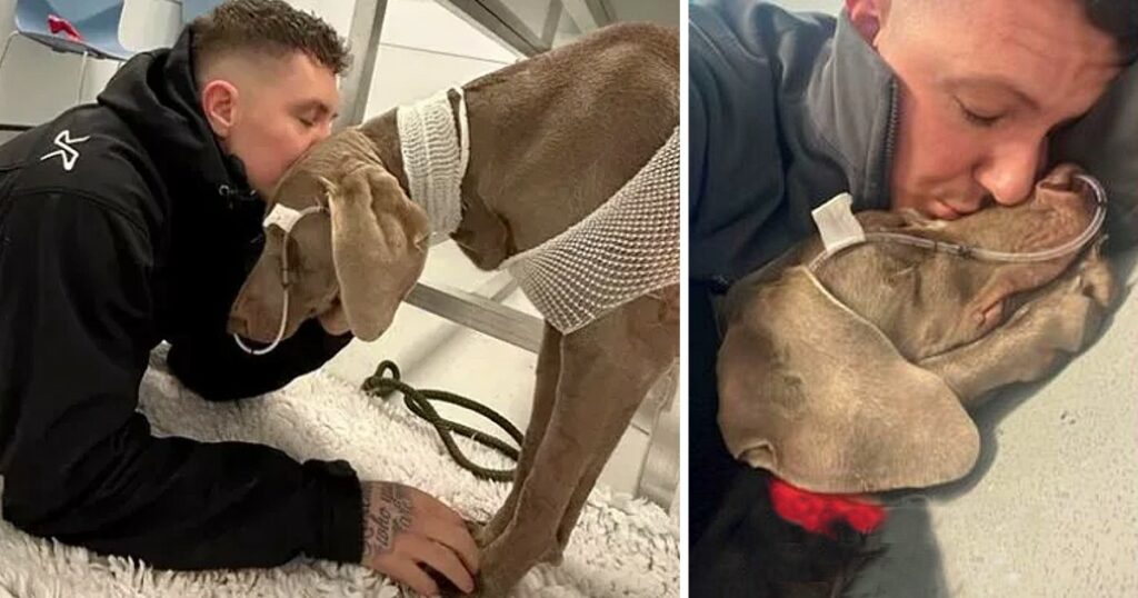 Doggie Dad Decided To Sell His House To Keep His Precious Babygirl Alive