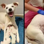 9 Weeks Pregnant Mama Dog Abandoned In Front Of Our Shelter Gave Birth To 14 Little Cute Puppies!