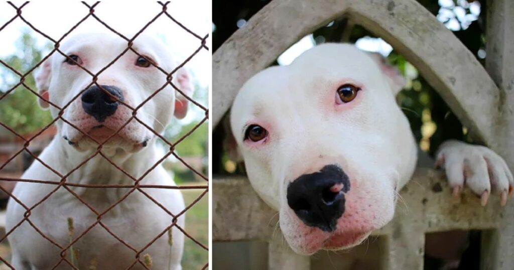 Pit Bull Finally Gets Adopted After 300+ Days At Shelter