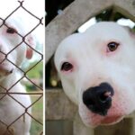 Pit Bull Finally Gets Adopted After 300+ Days At Shelter