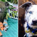 A Dog Receives Honors in Australia for Saving 100 Koalas