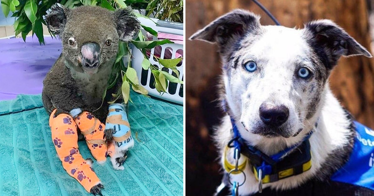 A Dog Receives Honors in Australia for Saving 100 Koalas