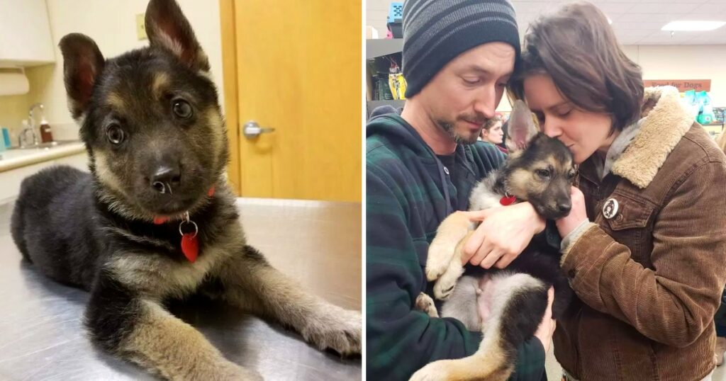 People Band Together To Give Sick Puppy Hundreds Of Hugs
