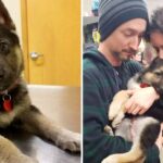 People Band Together To Give Sick Puppy Hundreds Of Hugs