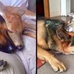 A 9-year-old German Shepherd called Sarge turned into a surrogate and kind mother for numerous parentless fawns