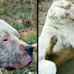 A Brave dog risked his life to fight off puma and save two little girls