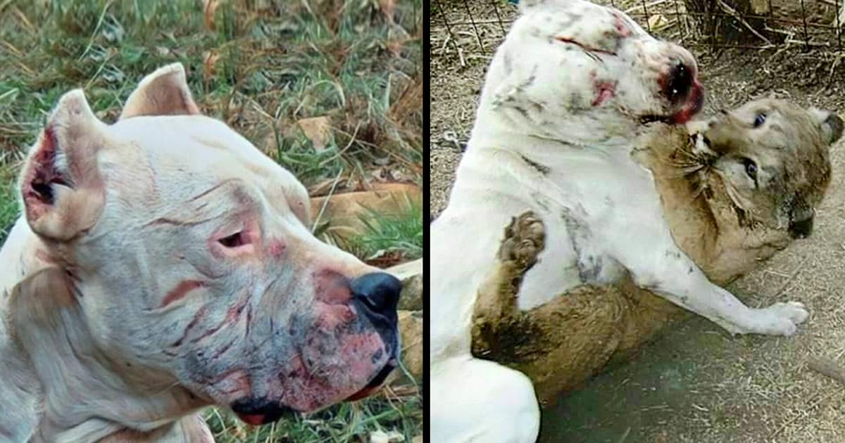 Meet Morocho, The Dogo Who Defeated A Puma To Save Two Little Girls.