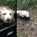 A Deaf And Old Dog That Had Been Lost For Days Is Saved By The Shrewd Tino