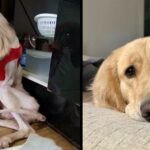 A Deaf Dog’s Journey: From Abandonment to Love and Acceptance