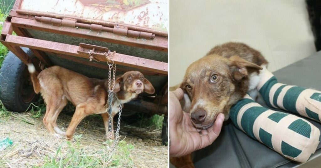 A disabled puppy is saved from a distressing situation after being chained to an old truck and subjected to 10 days of starvation