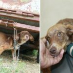 A disabled puppy is saved from a distressing situation after being chained to an old truck and subjected to 10 days of starvation