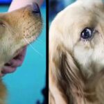 A dog cried gratefully knowing she was rescued from her ѕаd end