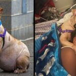 A dog that was returned for adoption due to a chronic illness found a home in a girl. she knew how to love her