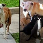 A dog who had just given birth walked 3 km a day to find food for her puppies
