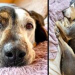 A dog who has never been inside before takes his first nap in a real bed