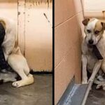 A frightened puppy hides in a corner until the heavy mark of his past is removed