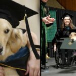 A Good Boy. A Loyal Service Dog Got His Own Honorary Degree For Helping His Owner To Graduate