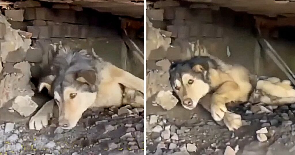 A Helpless Husky Surviving Under the Rails of a Train