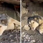 A Helpless Husky Surviving Under the Rails of a Train