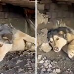 Resilient Husky’s Struggle: Surviving Beneath Train Rails in a Desperate Fight for Survival