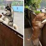 A lonely husky rushes out of the open gate to see his best companion