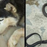 A Loyal Husky Sacrifices His Life Fighting 4-Foot Cobra To Save His family