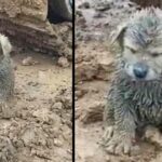 A Mud-Covered Puppy is Found on a Construction Site, Driver is Surprised to Find Out It was a Golden Retriever Puppy