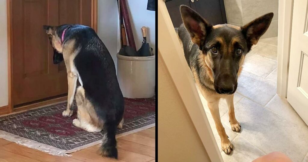 A sad puppy waits for her father to come home from the hospital by the door.