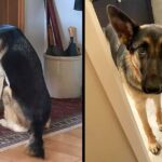 A sad puppy waits for her father to come home from the hospital by the door.