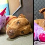 A Stray Dog Who Kept Trying To Steal A Purple Unicorn From A Store Gets A Toy And A Forever Home