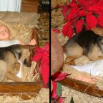 A street dog frantically looking for safety in a manger