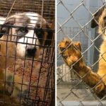 Abandoned And Locked In Cramped cages, Giant Dog watched her life slip away for six long years