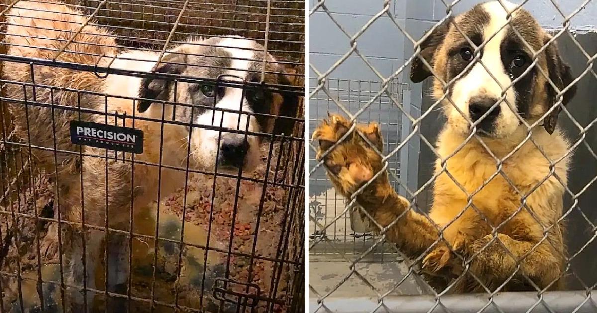 Abandoned And Locked In Cramped cages, Giant Dog watched her life slip away for six long years