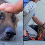 Abandoned And Trapped In Deep River, The Elderly Dog started crying When The Volunteer Approached To Caress Him