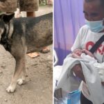 Brave Doggo Blocks Man’s Path & Refuses To Leave, Guides Him To Save Abandoned Baby Nearby