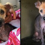 Abandoned Dog Goes From “Bali Streets To Silky Sheets” When She Meets Her Foreνer Family.