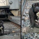 Abandoned Dog On The Railway And As If He Was Trying To End His Life And The Dark Story Behind It