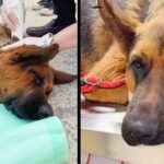 Abandoned Dog Waits for His owner for a Whole Year, Exhausted from Hunger and Severely Injured by the Leash